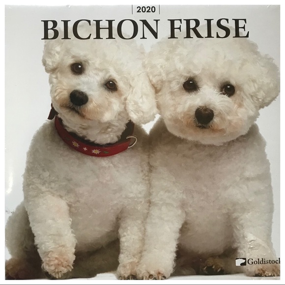 Bichon Frise Wall Calendar 2020 16 Months Dog Pics - Picture 1 of 3